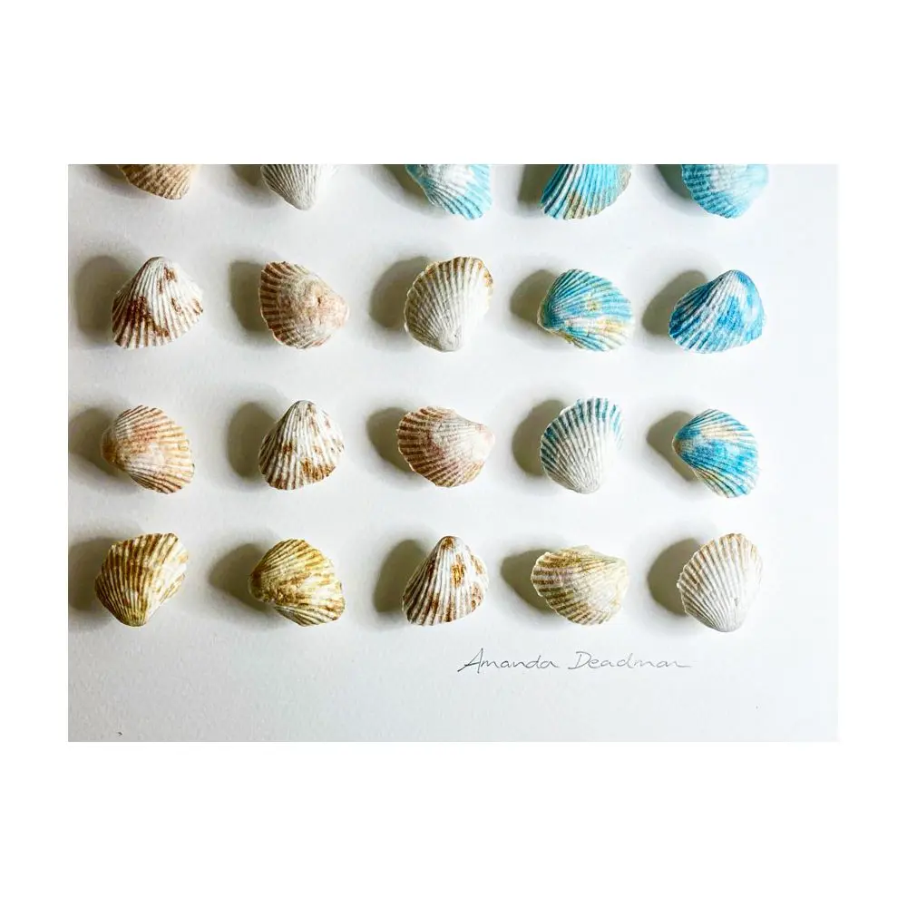 Seashell Wall Art ‘Beachcomber’ by Amanda Deadman Art - Image 2