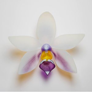 Glass Orchids Laura Hart