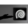 Fossil Sculpture 'Ammonite' by Jaroslav Prošek Glass